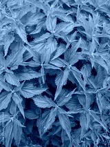 preview cold