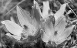 preview bw