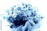 preview cold