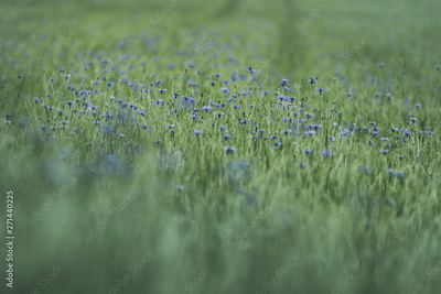 image to crop