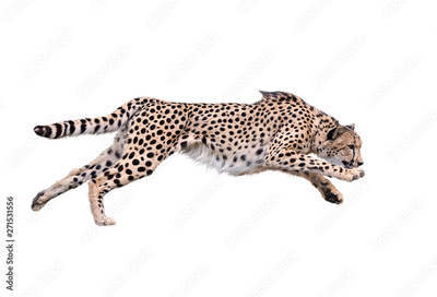 image to crop