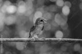 preview bw