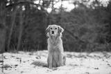 preview bw