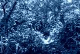 preview cold