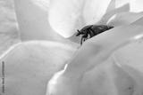 preview bw