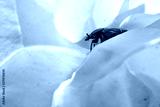 preview cold