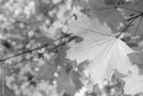 preview bw