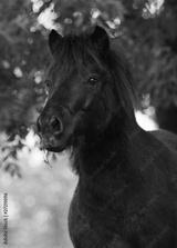 preview bw