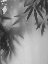 preview bw
