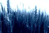 preview cold