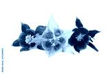 preview cold