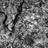 preview bw