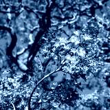 preview cold