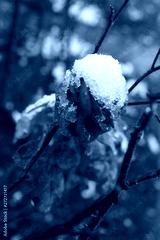preview cold