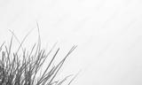 preview bw