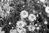 preview bw