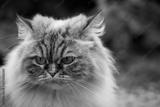 preview bw