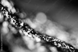 preview bw