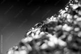 preview bw