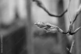 preview bw