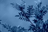 preview cold
