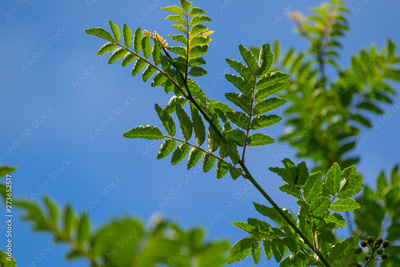 image to crop
