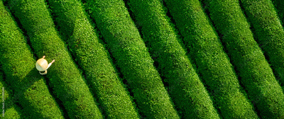 image to crop