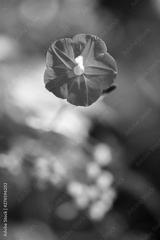 preview bw