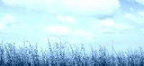 preview cold