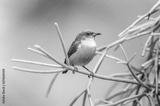 preview bw