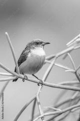 preview bw