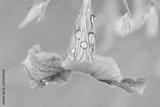 preview bw
