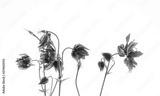 preview bw