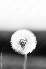 preview bw
