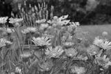 preview bw