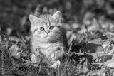 preview bw