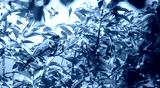 preview cold