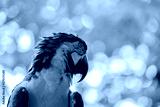 preview cold