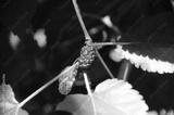 preview bw
