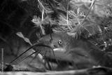 preview bw