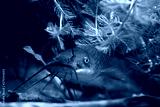 preview cold