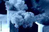 preview cold
