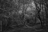 preview bw