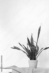 preview bw