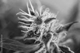 preview bw