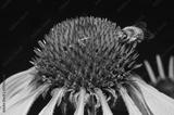 preview bw