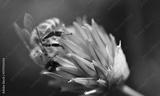 preview bw