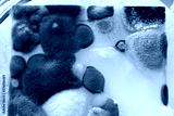 preview cold