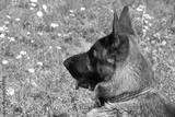 preview bw