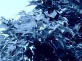 preview cold